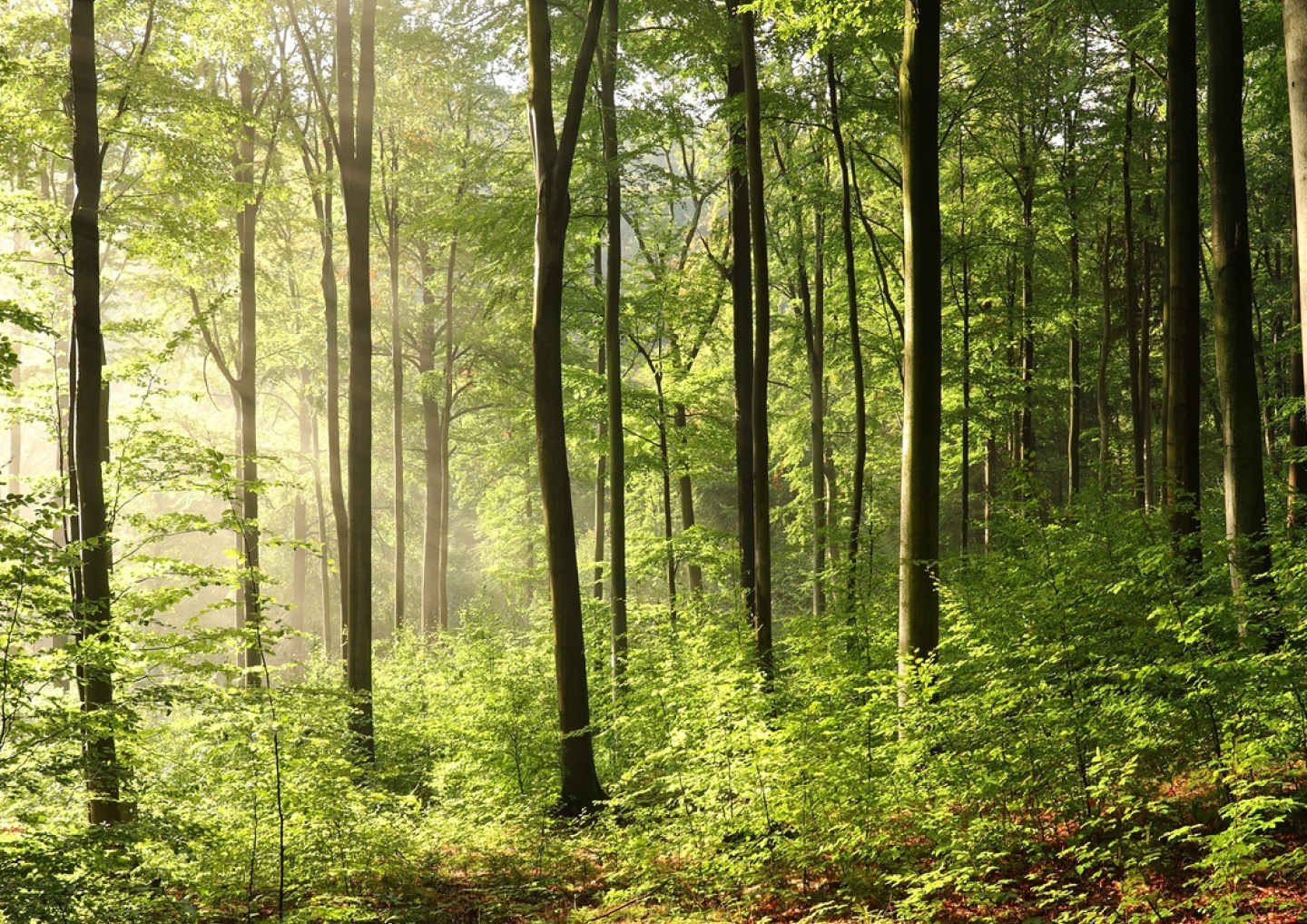 tree services image