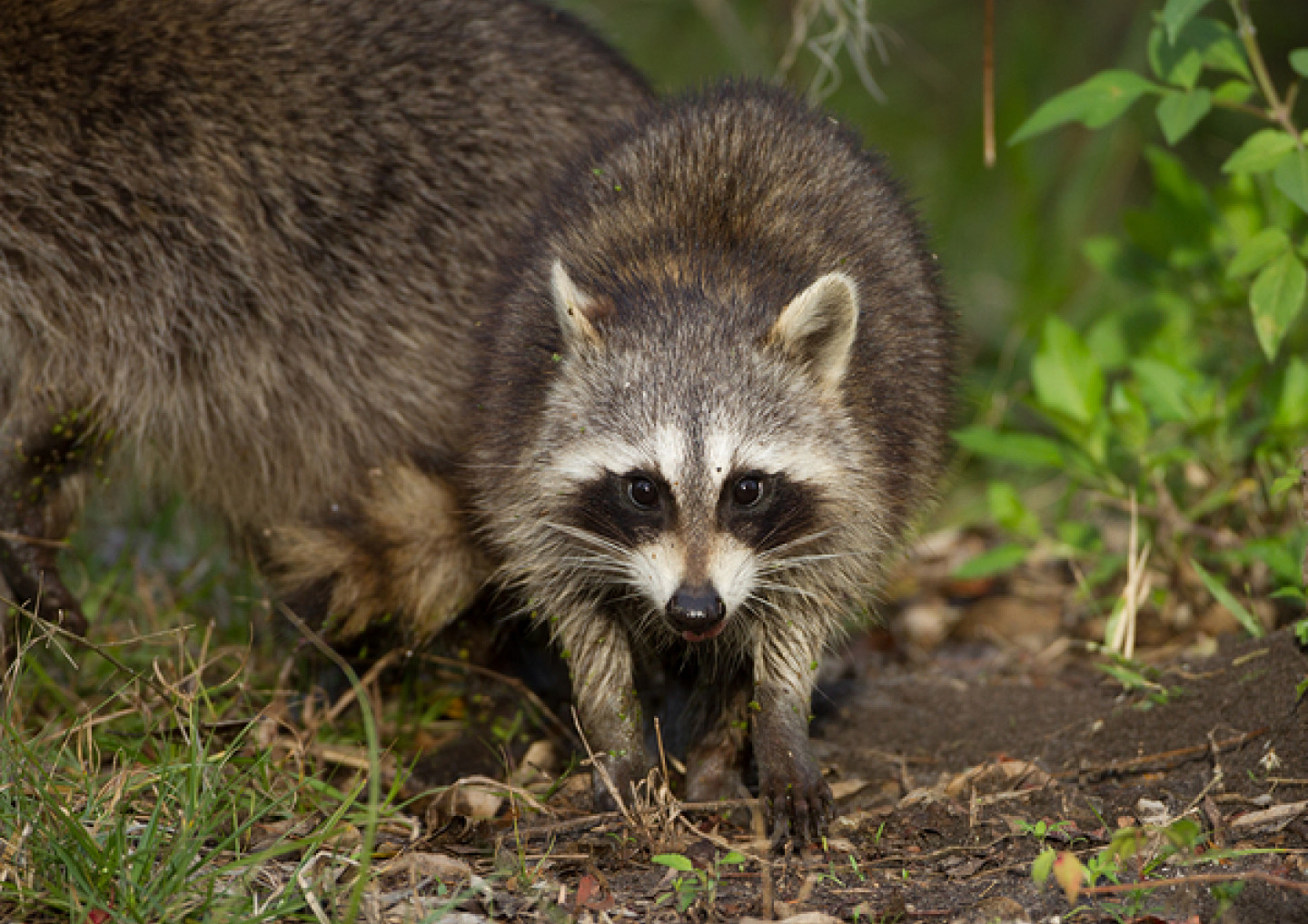 wildlife image